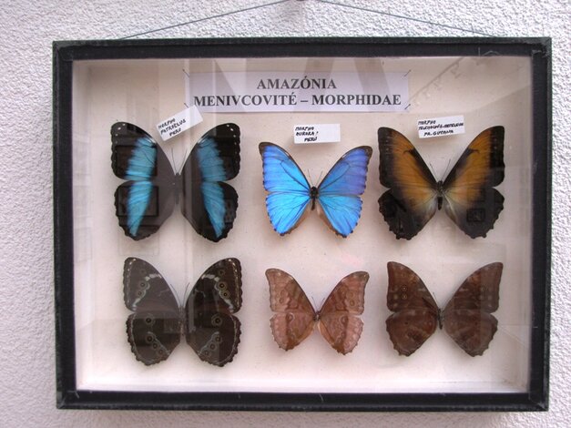 Ukážka motýľov z oblasti Amazónia (Južná Amerika)
